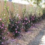 This Sasanqua hedge was put in to be a privacy screen.  It will be stunning once it has a couple years of growth.
